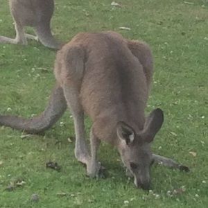 Meet your Posher, Darcy